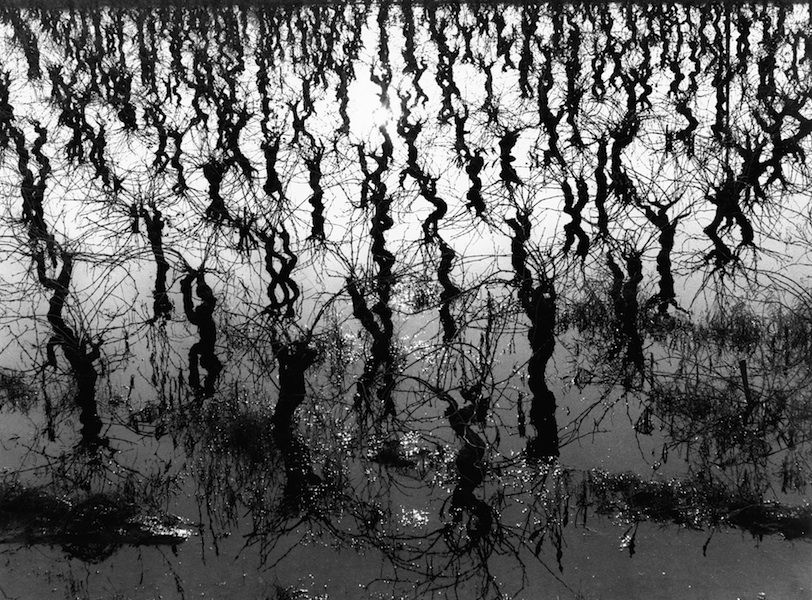 galerie_p_trigano_Vignes inondées Camargue 1960,2597 copie.jpg
